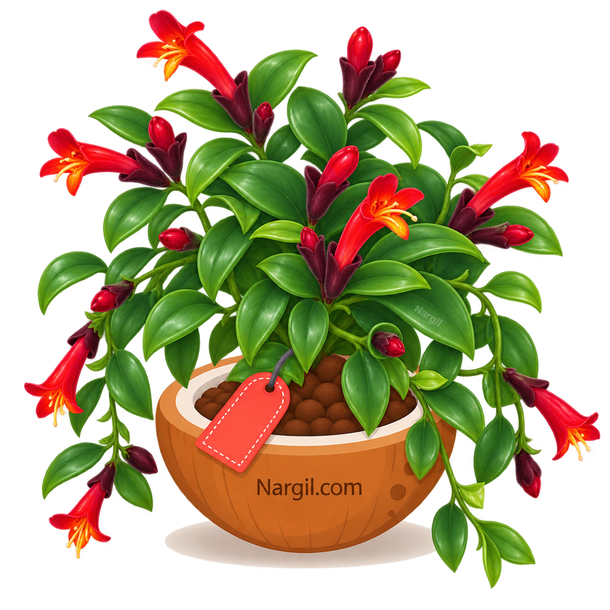 Nargil_Aeschynanthus Lobbianus